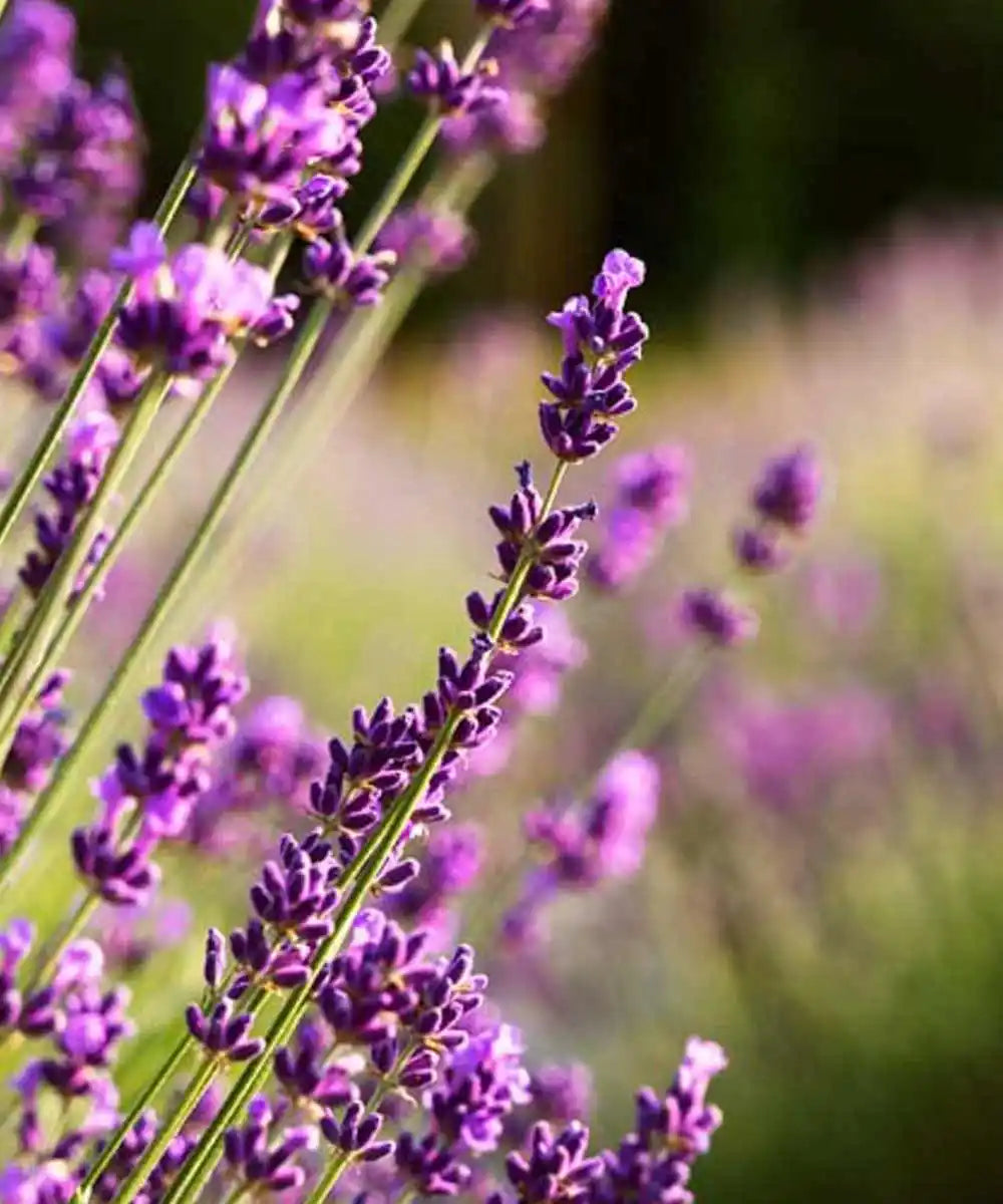 Lavendel