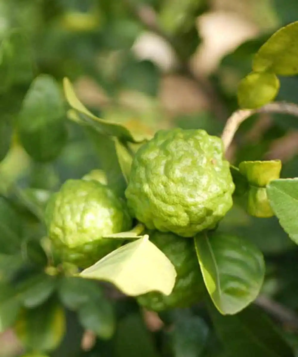 Bergamot